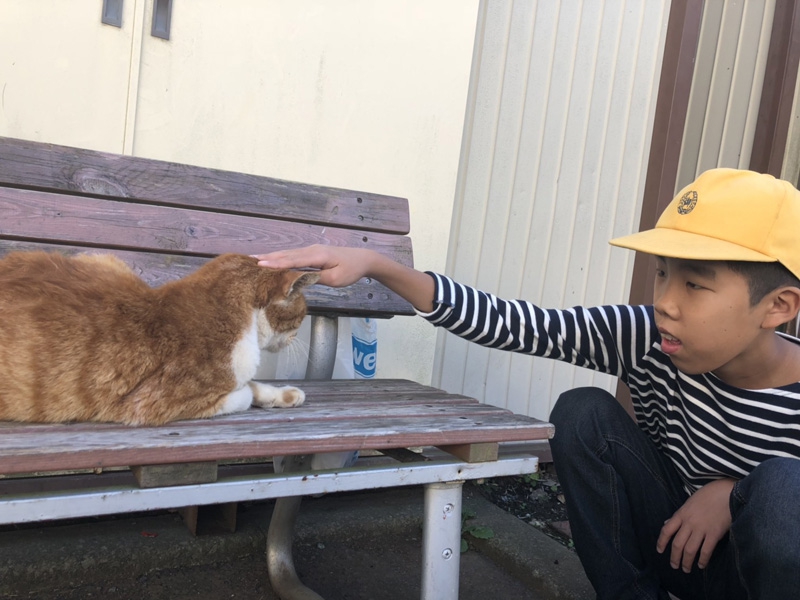 児童デイおそごうから 日常風景 猫 の報告です お知らせ 社会福祉法人 光友会 神奈川県藤沢市 横浜市磯子区 障害者福祉